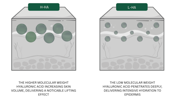 Diagram showing H-HA and L-HA penetration levels in the skin